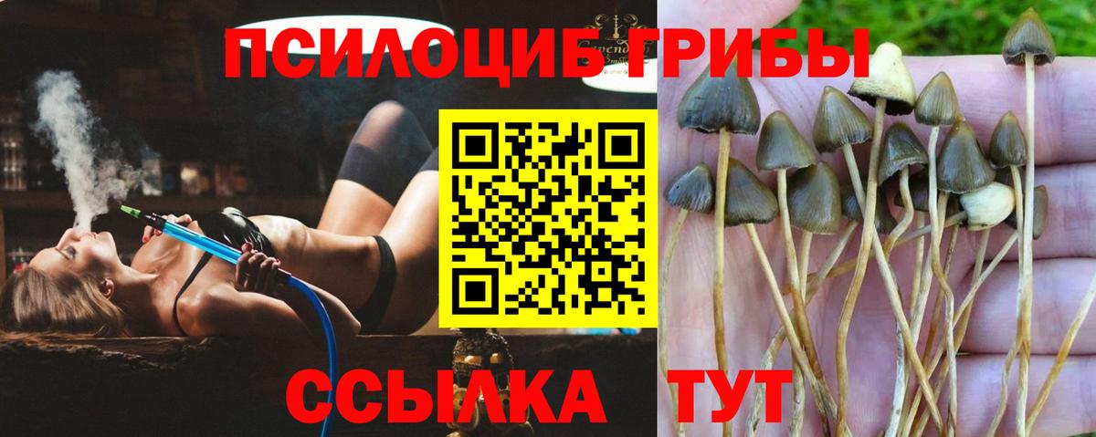 что такое   Псилоцибиновые грибы мицелий  Вход с VPN  Великие Луки  Псилоцибиновые грибы мицелий 